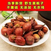 Farmhouse yellow Gardenia fruit wild dried goods Chinese herbal medicine Nourishing Tea water edible Upper color halogen stock New stock 500g