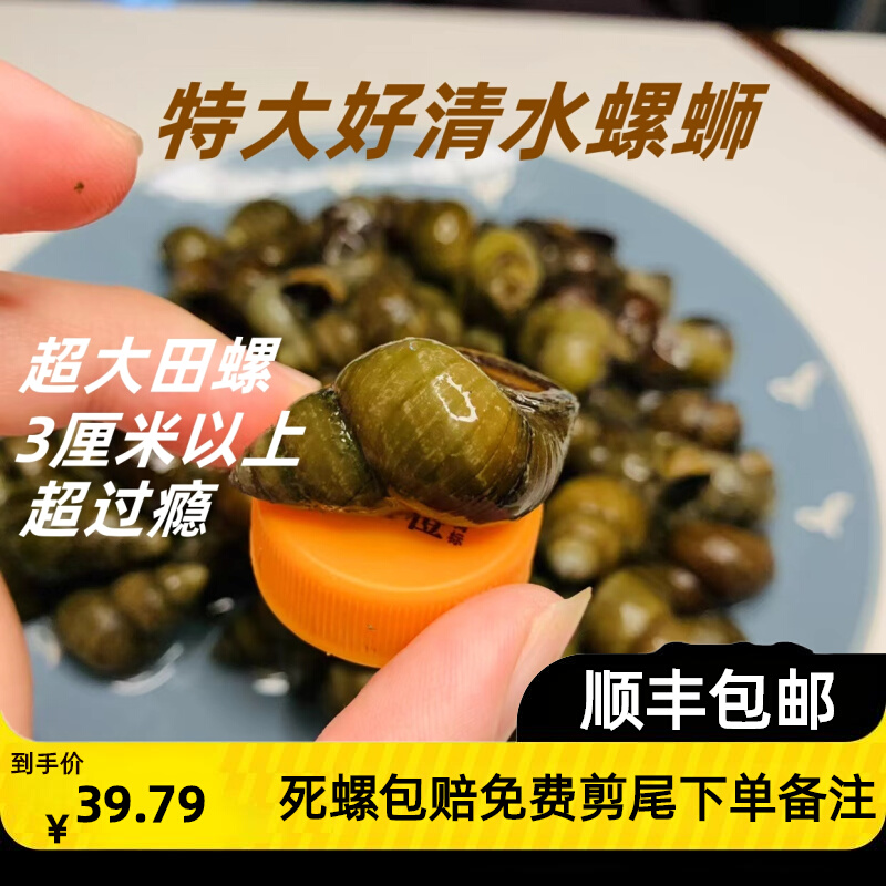 Living snail meat stone snail aquatic Shun Feng-Taobao with three catent-size clear water fields snail live screws