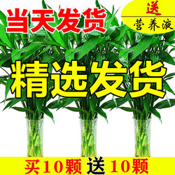 Lucky bamboo hydroponic plant transfer bamboo flower green plant indoor potted green radish basket water-raised money tree silver willow with roots