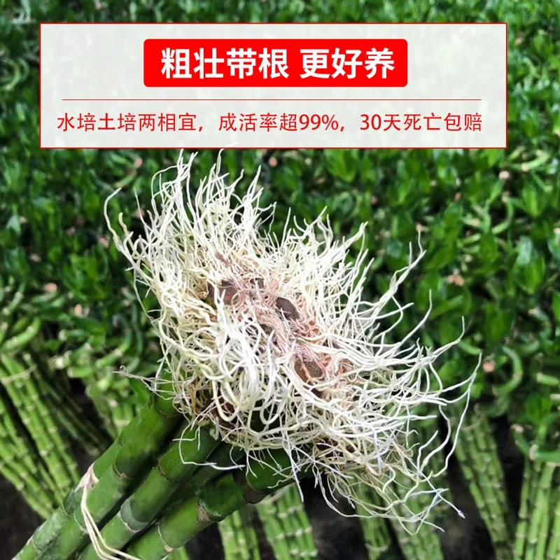 带根富贵竹：点亮家居的绿意精灵