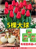 [Выбран] 5 тюльпанов в красном [раствор свободного питания+порошок корня]