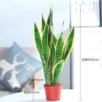 Tiger Piran 40cm3 (оригинальный почвенный бассейн)