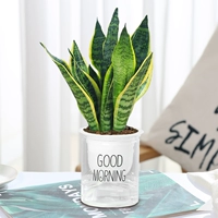 Tiger Piran 30cm3 (ранняя бедная ручка)