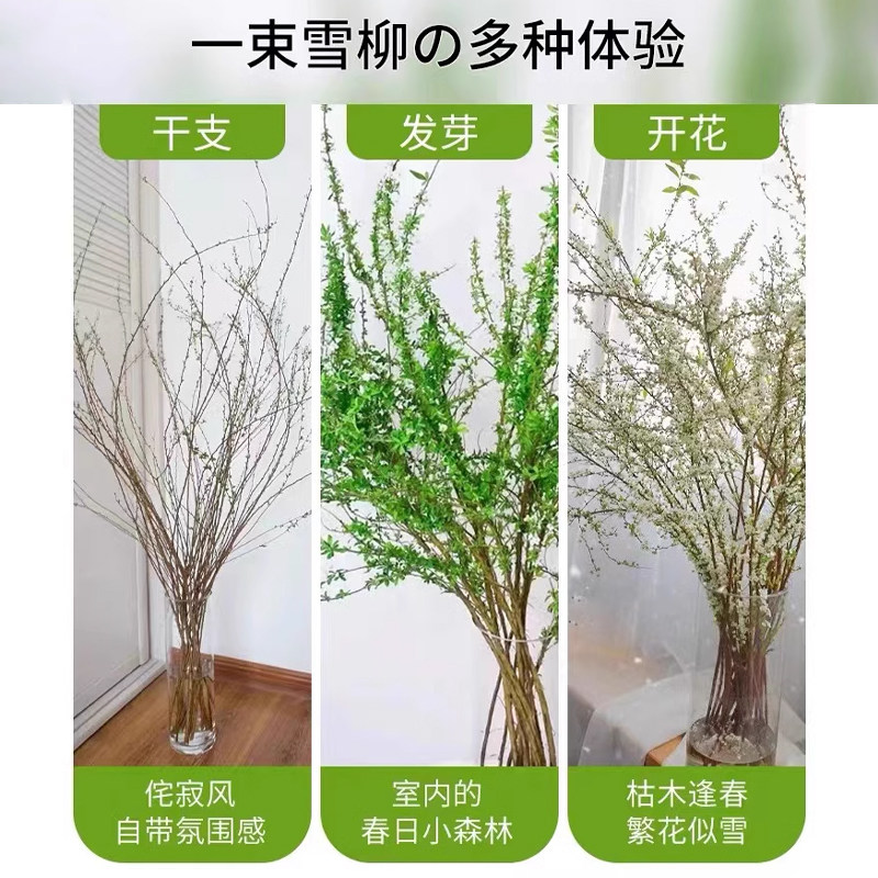 雪柳鲜枝带花苞怎么养？水养插花水培绿植龙柳好活秘诀曝光！-保暖服装-淘宝好物网