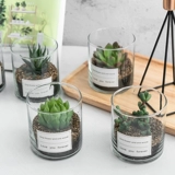 Сочный мини -мат -мяч для избайкового изделия из суккулентного растения.