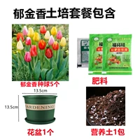 [Пакет Tupei с почками] Смешанный цвет 5 тюльпанов [Доставка питательного раствора+удобрения