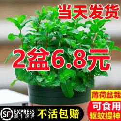 Mint potted hydroponic mint leaf seeds fresh edible rosemary mosquito repellent plants indoor green plants flowers