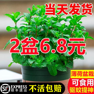 Fresh packaged live edible mint potted mosquito repellent plant