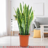 Tiger Piran 70-80 High 6 High [Оригинальный горшок с почвой]