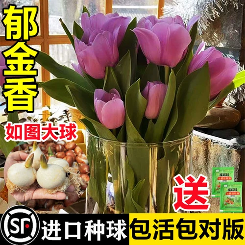 Виды тюльпанов шариковые горшечные растения Гидропонное растение с цветочными почками, почками с цветами и растениями в импортированных семенах в помещении, подняв 5 градусов