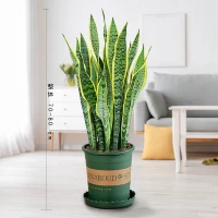 Tiger Piran 70-80 High 6 [Gallon Basin]