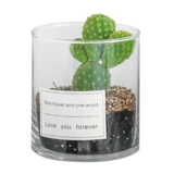 Сочный мини -мат -мяч для избайкового изделия из суккулентного растения.