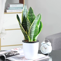 Tiger Pilan 30cm3 (белый ленивый горшок) (белый ленивый горшок)