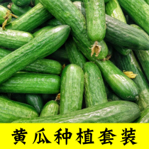 Fruit Cucumber Seed Dry Cucumber Seed All Season Small Crunchy Cucumber Seed Porch Potted Plant Old Size Full Climb