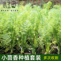 Fennel Fennel Vegetable Vegetable vegetable Miao Fresh Sow Cilantro Edible family home Four Seasons Balcony Gallon Basin Planting Box