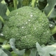 ▲ Sario Broccoli Seeds 2000 Простой пакет
