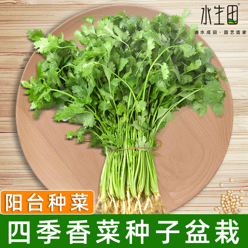 Four seasons coriander potted planting tank seedling box large leaves edible Thailand seasonal farmers grow Shandong vegetables fresh