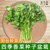 Four Seasons Parsley Seed Varieties Small Leaf Seed Potted Parsley Seed Large Leaf Edible Thai When Season Farmhouse Planting Seeds