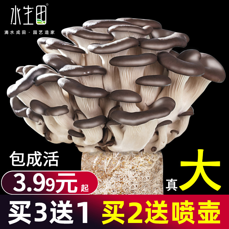 Mushroom planting package fungus species Mushroom Mushroom mushroom home fresh fungus stick pot