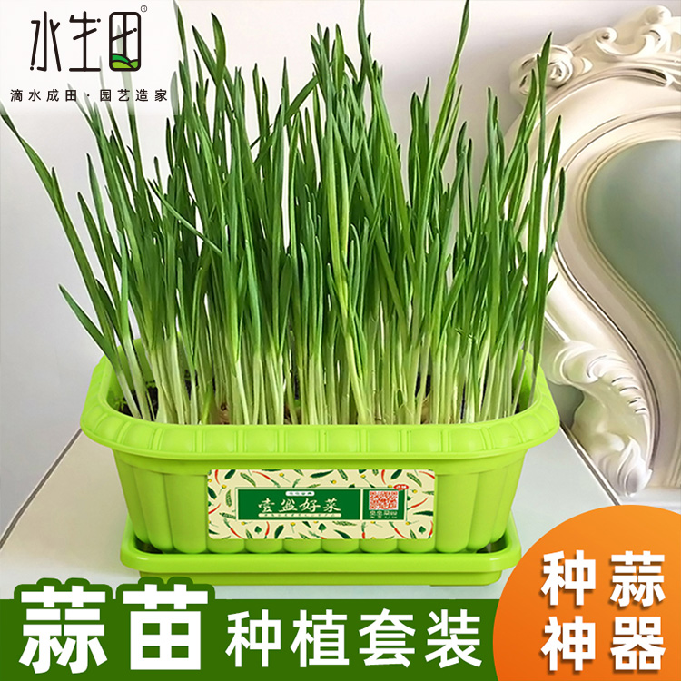 Garlic Miao fresh small red leather purple rinds dried red Shandong garlic Head's potted container hydropony garlic yellow planter Tupei