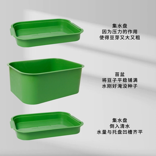 Карабкая из фасоли ростки ростки с горшками -ростки, саженцы, саженцы, артефакты ростки фасоли, домашнее вылезное выращивание гидропонных овощей