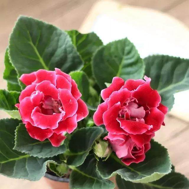 秋天養幾盆 Ldquo 幸運花 Rdquo 讓你的運氣好起來 淘寶海外 秋天養幾盆 Ldquo 幸運花 Rdquo 讓你的運氣好起來 淘寶海外