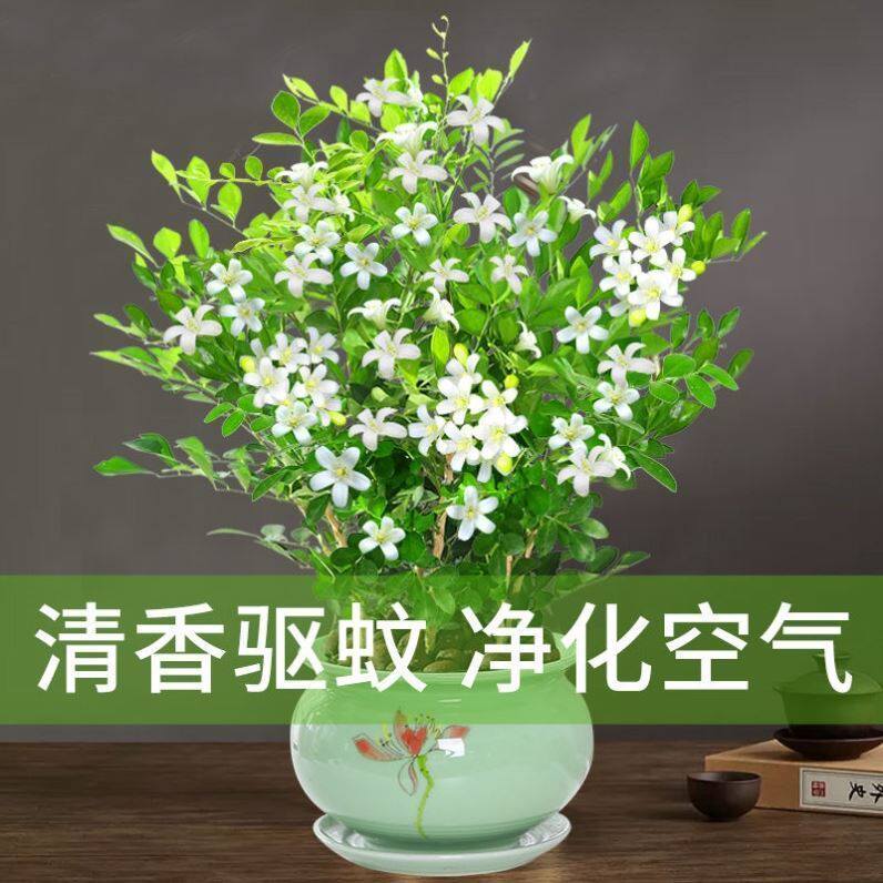 Mint Green Planting Tiger Pilan Resistant Cold Hair Rich tree Wenzhu Gold Ge Gift Nine Fragrant Potted Flowers in Four Seasons Bloom With Basin