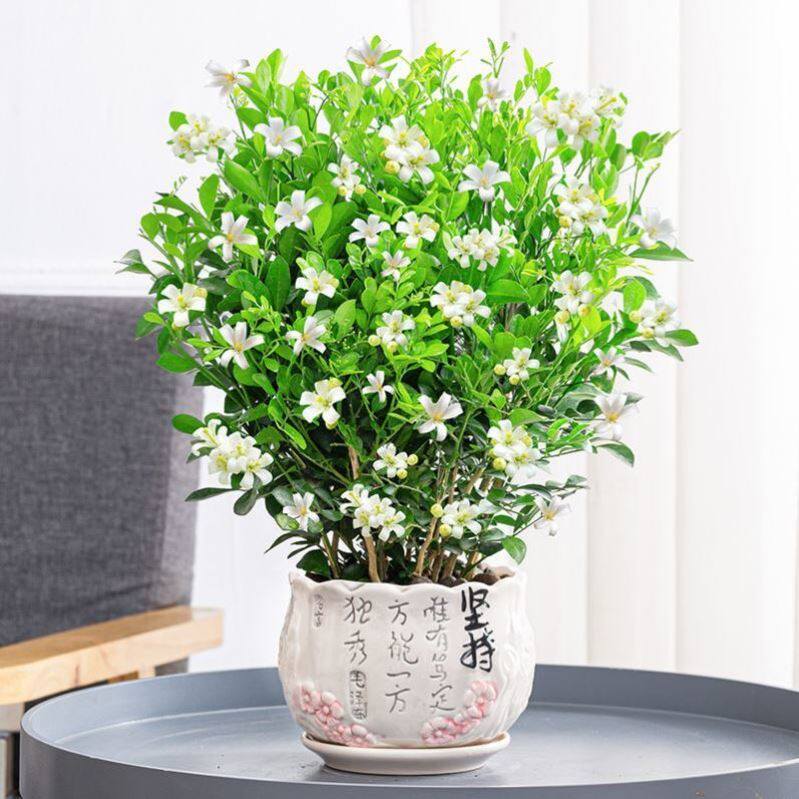 Kuriko Potted Plant Season Flowering With Basin Vegetal Tiger Piranyang Terrace Table Surface With Flower Buds To Feed Old Pile Single Pole