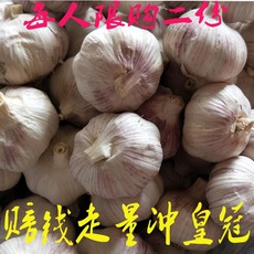 Соединительное колено 紫皮大蒜干大蒜头农家自种金乡新鲜紫白红皮大蒜种子五斤低价包邮