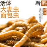 Ячменный червя в прямом эфире Барл Бедный хлеб, хрустальный червь, живые колеса, Золотая Коулона Торар, Торрентал вокруг рыбной рыбы