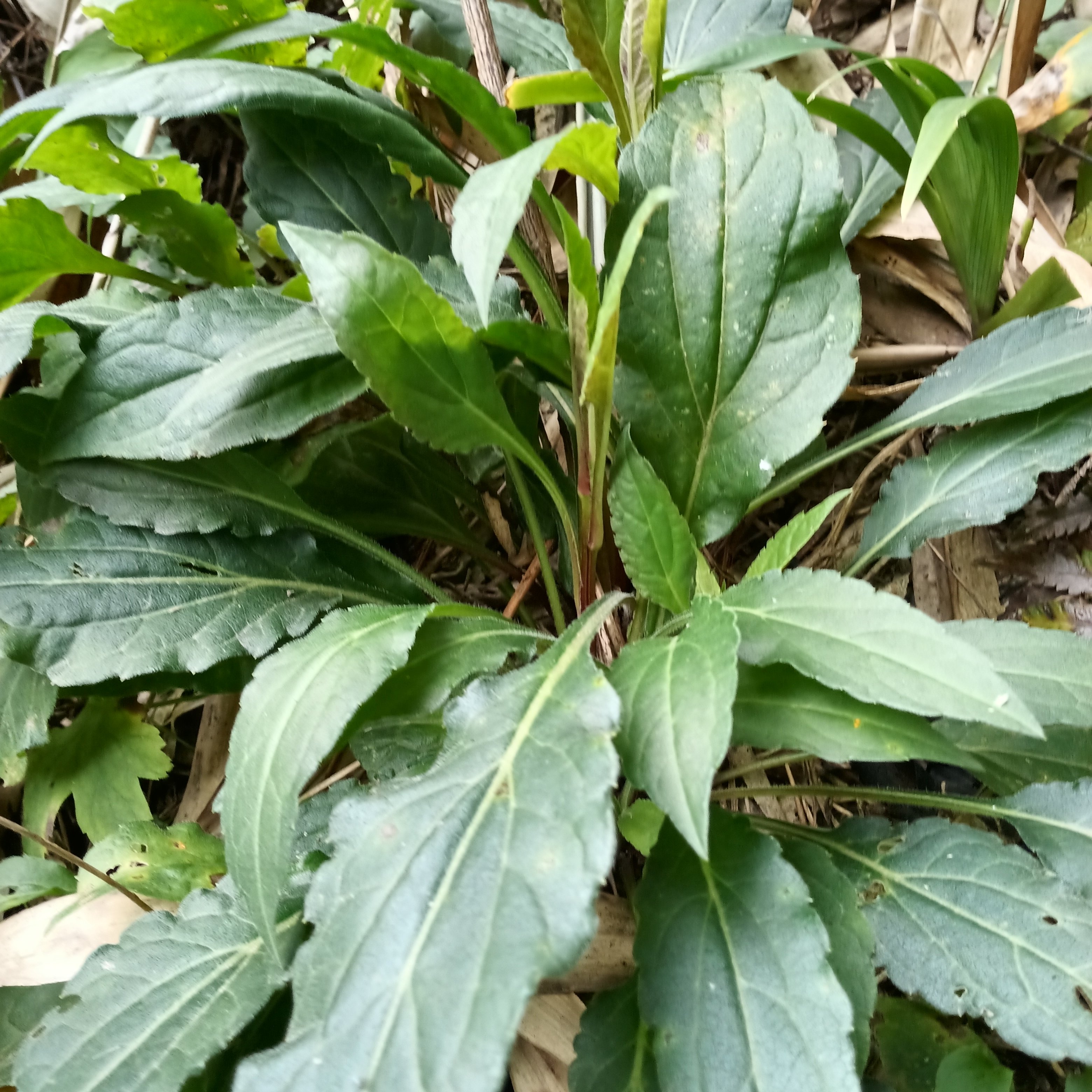 四川重庆新鲜现挖柴胡苗!时令野菜界的顶流来了!野生柴胡尖+柴胡叶全都有!-荠菜-淘宝好物网