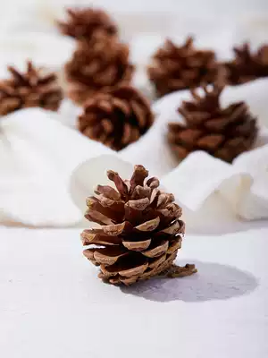 Photo props ins Wind pine cone background cloth plant pine Tower maple fruit retro photography decoration jewelry photography photography creative ornaments home accessories larch DIY hipster