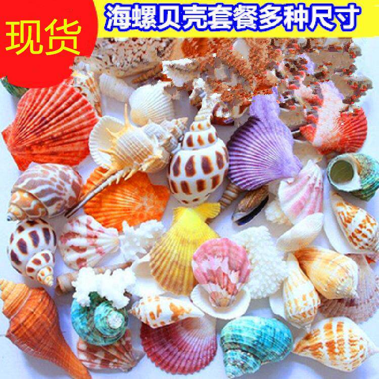 New natural conch shell diy starfish tank landscaping decoration ornament colorful shell