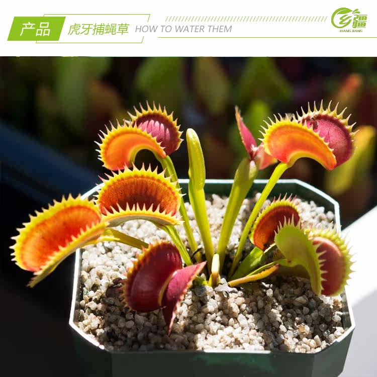насекомоядное растение 基地直销【虎牙捕蝇草dionaea tiger teeth】稀有食虫植物