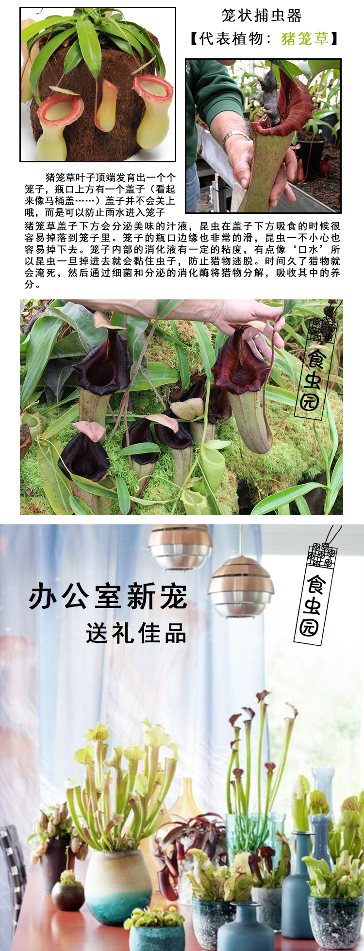 乡疆 猪笼草 品种随机 小苗 带盆栽好 图2