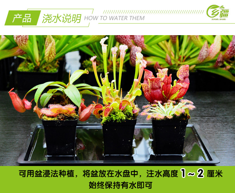 насекомоядное растение 基地直销【g14捕蝇草大型品种】食虫植物猪笼草驱蚊草植物绿植