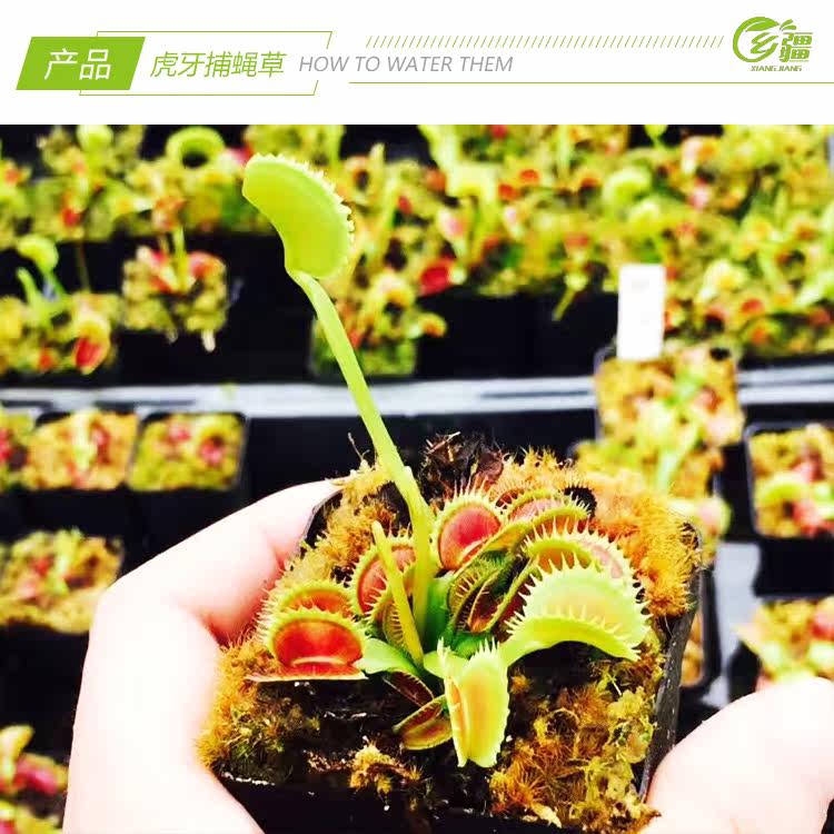 насекомоядное растение 基地直销【虎牙捕蝇草dionaea tiger teeth】稀有食虫植物