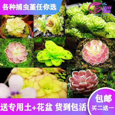 [Base Direct Sales] atcher -Catcher Plants Catcher Pig Pig Claccies Mosquito Mosquito Mosquito Mosquito Mosquito Polynuts Green Plant Plant
