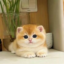 British short gold gradient layer ny12 purebred kitten short-footed blue gold gradient silver gradient long hair pet cat cub live animal
