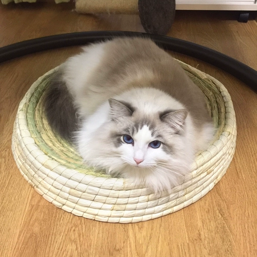 ~ Dargeter -Устойчивые к домашним кошкам захватить кошачьи виноградные виноградные гнезда