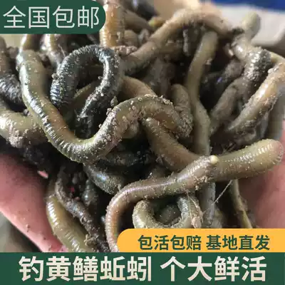 Earthworms living Outdoor Fishing bait fishing yellow earthworms big black earthworms fresh earthworms fishing world