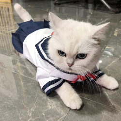 Cat Clothes, One-Piece Dress, Cute Shirt and Skirt for Cats and Dogs, Thin Pet Jk Uniform Dress, Sailor Suit, Dog Clothes