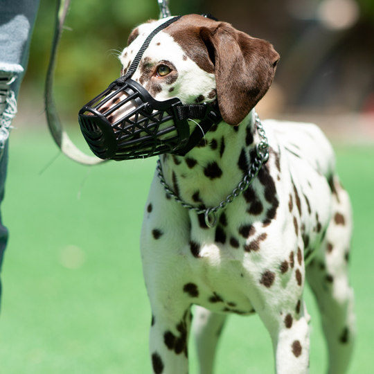 Dog muzzle, anti-barking mask, large and small dogs, Demuco fund, Husky, Teddy, Bichon supplies, anti-eating and biting products