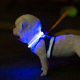 Dog luminous collar multi-color optional LED rechargeable anti-lost dog tag size ring universal Teddy Golden Retriever