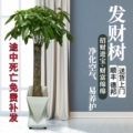 花财景叶花卉店的LOGO
