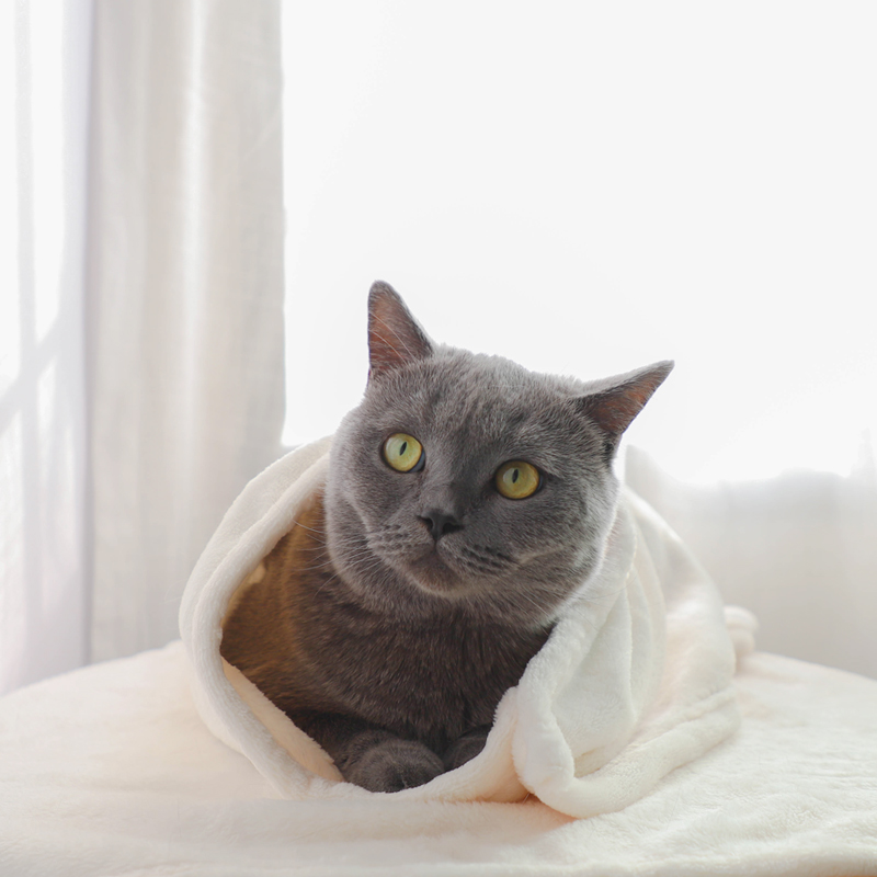 Accompanied Sergeet Pets Blanket Cat Mat Dog Mat Cotton Cushion Flannel Winter Warm Easy To Wash Thickened Pooch Quilt