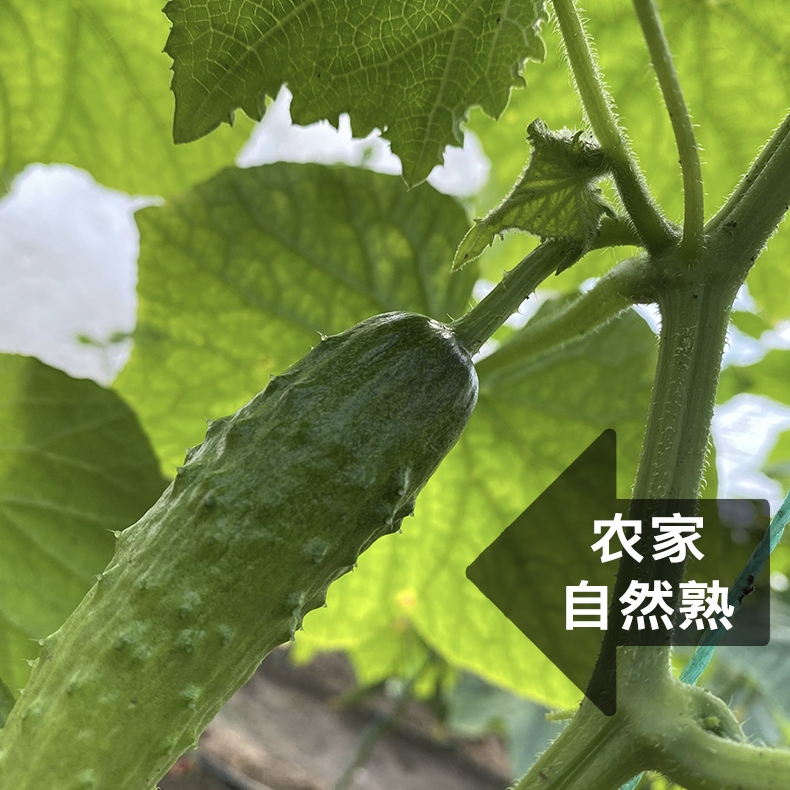 东北农家蔬菜新鲜应季水果黄瓜5斤