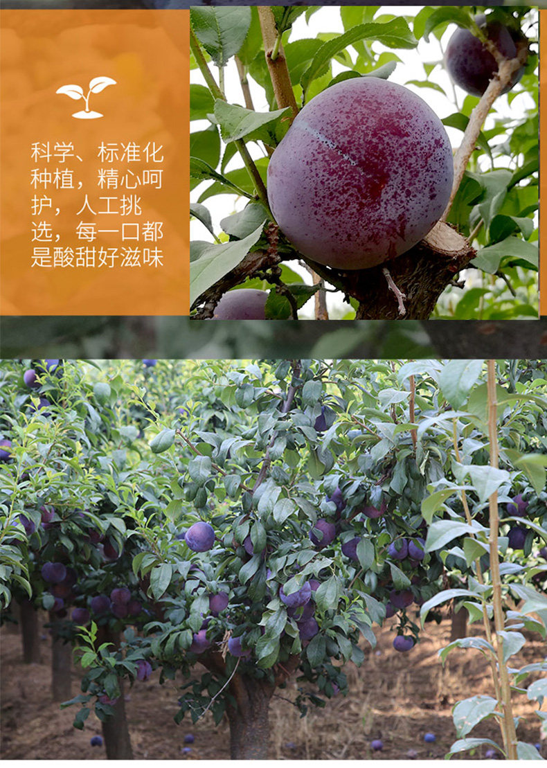陕果益农 陕西黑布林李子 5斤 图4
