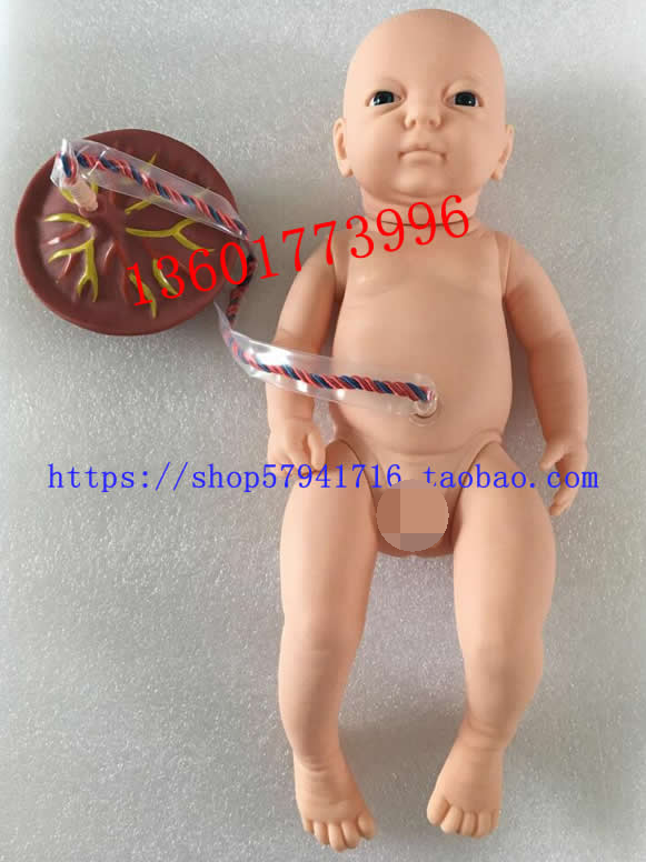 新生儿脐带护理模型出生儿脐带结扎护理初生儿附脐带模型
