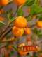 Artificial Orange Tree for Indoor and Outdoor Decoration, New Chinese-Style Fake Tree, Pomegranate Tree, Large Green Plant for Landscaping, Zen-Inspired Soft Decoration for Display Windows